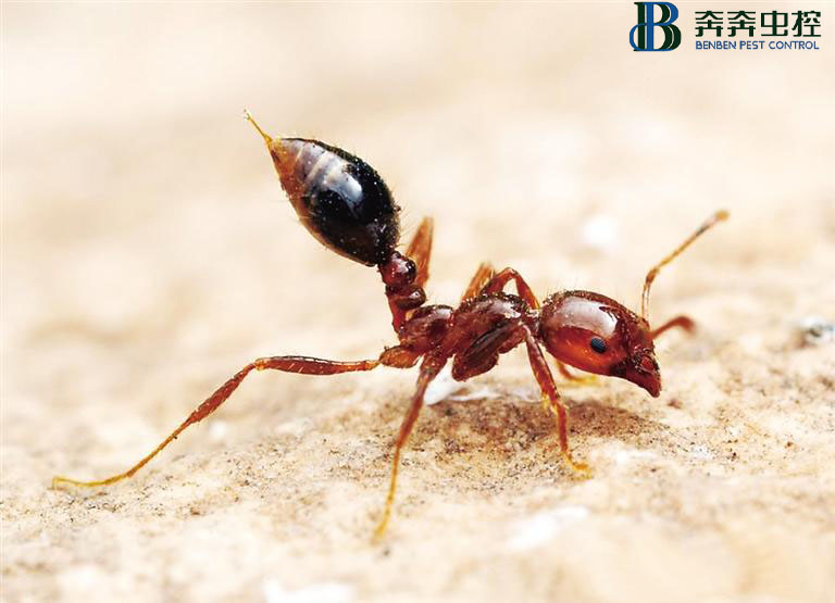 红火蚁的危害？如何怎样防治？