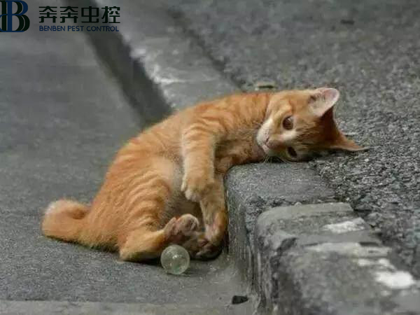 上海抓野猫抓流浪猫的公司有哪些？