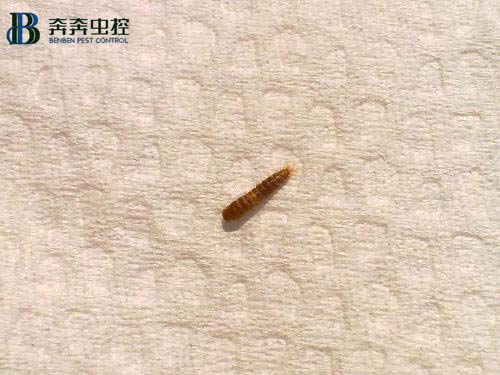 你家的厨房、卫生间频繁出现小虫子吗？