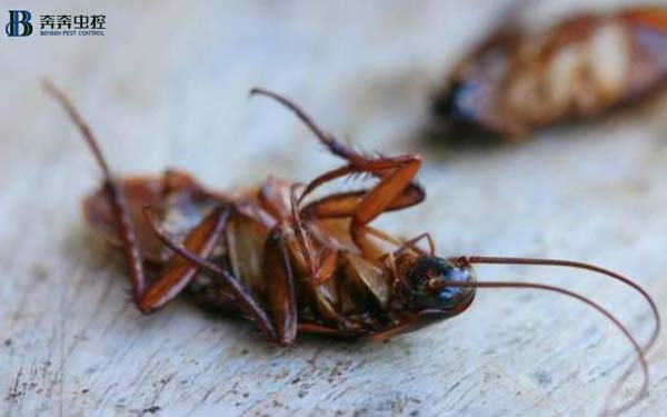 生活小窍门：家里有蟑螂怎么办 防止蟑螂的方法
