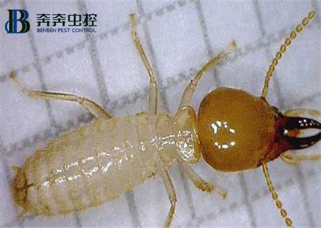 家里为什么会出现白蚁？