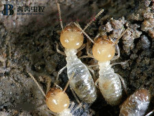 白蚁虽小，危害极大，它们的破坏力极为惊人