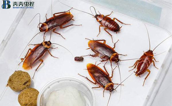 蟑螂药不用买，蟑螂最怕这碗油，把它放角落里