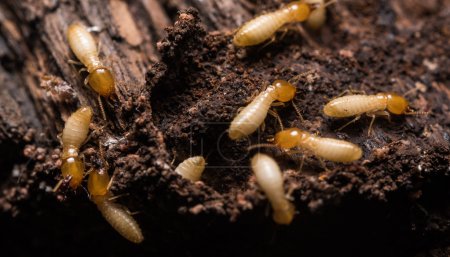 上海除虫：如何区分家里的蚂蚁和白蚁？