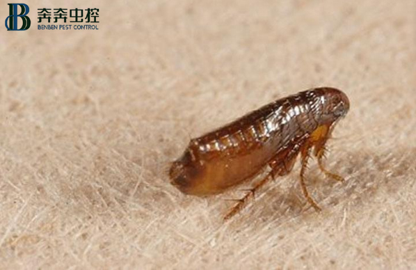 专业灭跳蚤公司