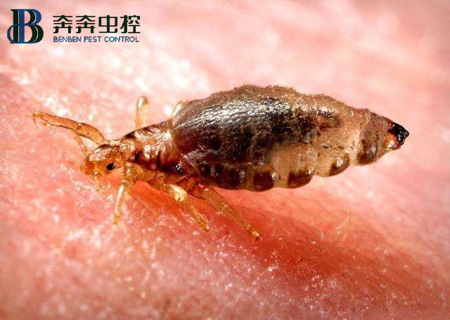 家里发现臭虫，应该怎么消灭它们?