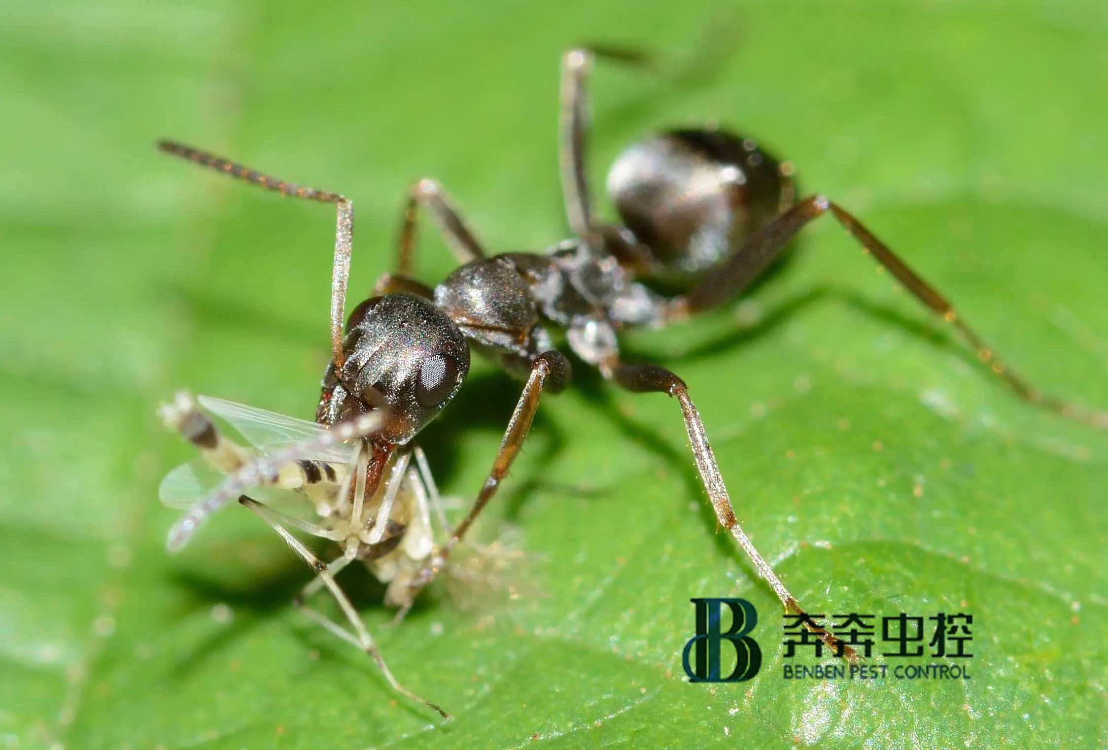 上海专业虫控防治公司