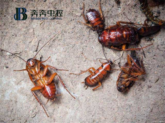 虫控公司教你如何在7天内除灭蟑螂