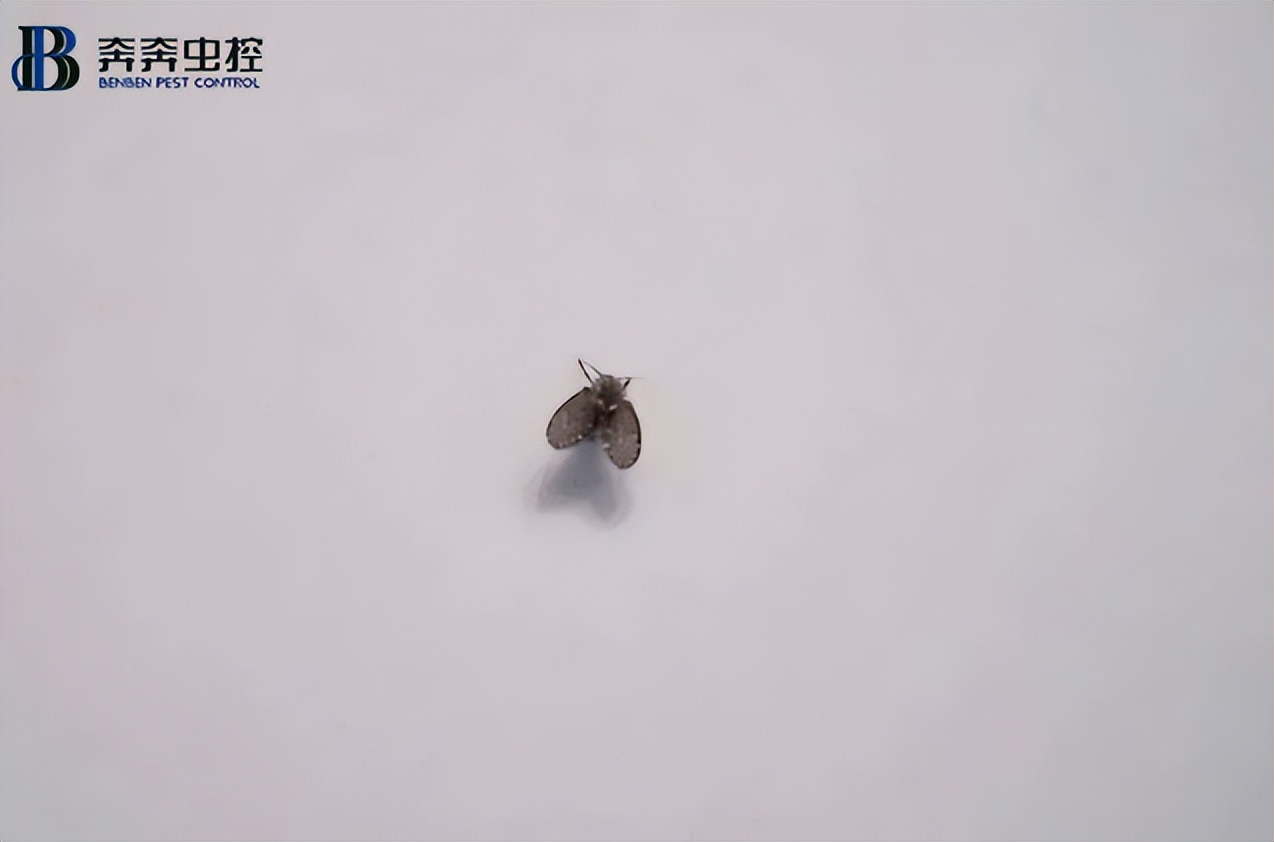 除虫公司如何消灭黑色小飞虫？