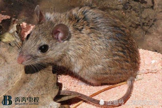 灭鼠公司给大家讲最佳灭鼠方法及防护方法 