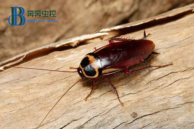  如何确定室内蟑螂感染的高低程度