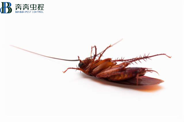 昆虫死后为什么都是“四脚朝天”的？