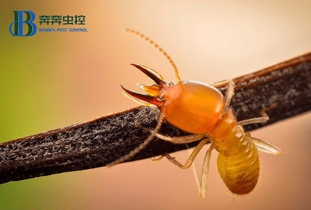 为什么南方的白蚁较多？