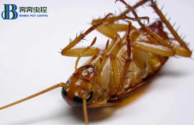 蟑螂防治需要注意什么？