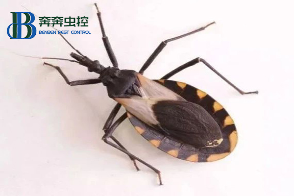 锥蝽到底是什么虫？