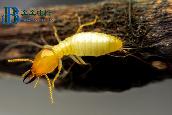 家中发现白蚁应该怎么办？