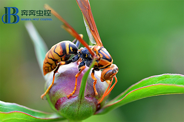如何预防马蜂