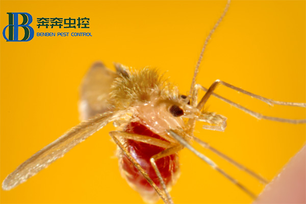 吸血的“苍蝇” —— 白蛉