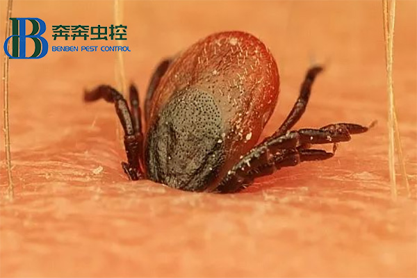 夏日注意蜱虫的侵害！