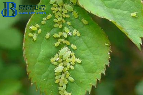 教你如何防治蚜虫，一季无蚜虫