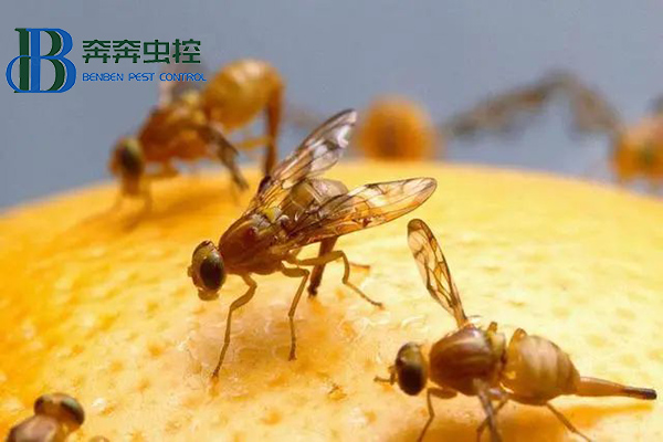 如何灭烦人的小飞虫