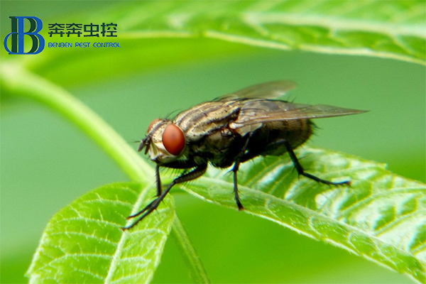 ​消灭苍蝇，你知道有多少招吗？