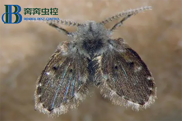 下水道蛾蠓幼虫长什么样？蛾蠓怎么消灭？