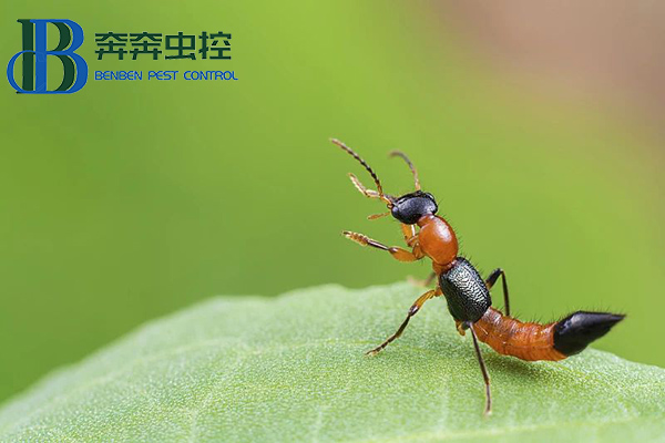 夏日蚊虫多，小心隐翅虫！