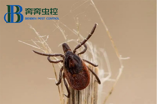 蜱虫如何正确防治？