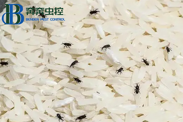 上海灭虫公司教你如何防治米里的虫