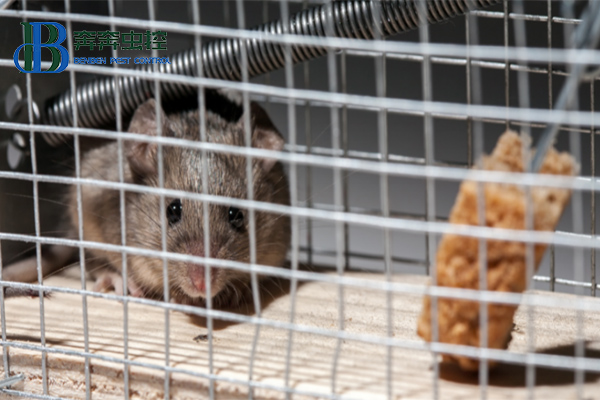 老鼠的常见种类防治及灭杀方法