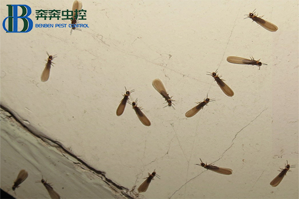 家里有白蚁怎么办？