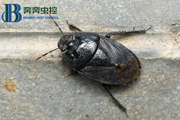 不速之客黑壳虫，是土蝽别怕！