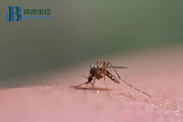 为什么秋天的蚊子咬人更狠？
