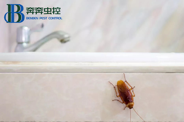 蟑螂怎么彻底消灭？让上海虫控公司来告诉你！