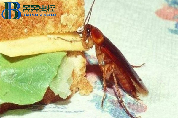 怎么防治蟑螂有效？？？