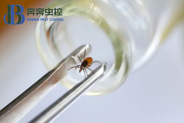 亲近大自然，谨防被蜱虫“叮”上