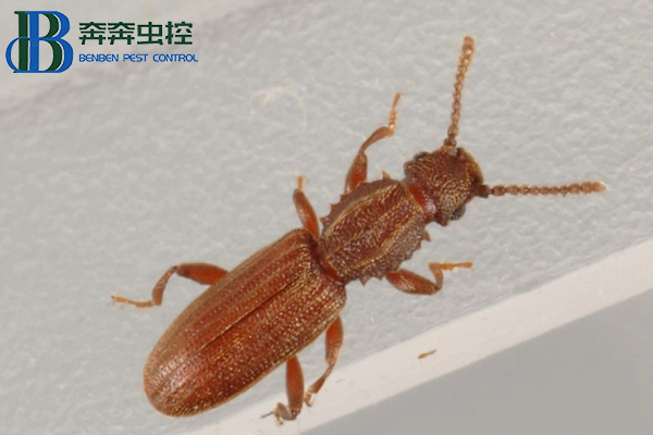 锯谷盗有危害吗？如何防制？