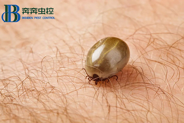 “小黑点，大危害”，蜱虫叮咬怎么办？