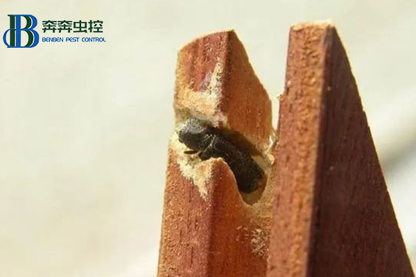 藏在木质家具里的虫子是什么？要怎么消灭？