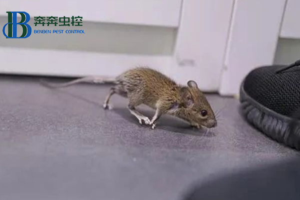 学校食堂的防鼠、灭鼠攻略