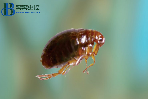 家中有跳蚤怎么办？