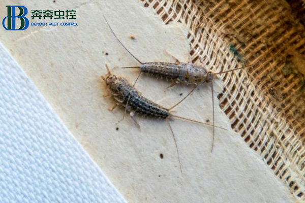 衣鱼是如何滋生的？危害及防治方法有哪些？