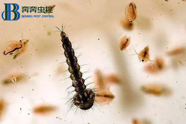 带你了解孑孓，教你如何防治孑孓