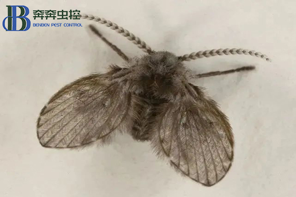 卫生间里的小飞蛾？