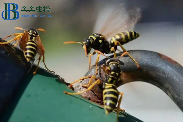 “马蜂来袭，如何自保？”请收好这份安全“锦囊”!