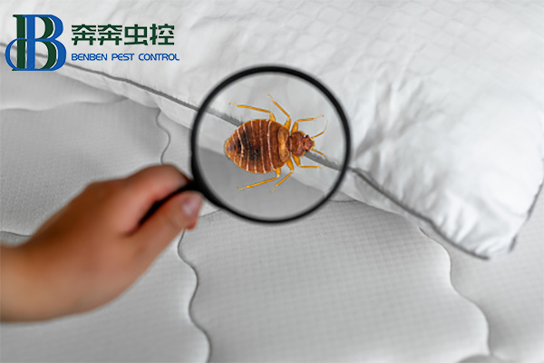 臭虫有什么危害？如何消灭臭虫？