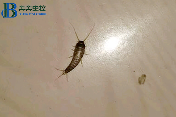 为什么衣鱼虫会登上床铺