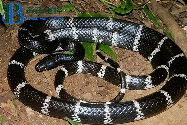 夏日蛇类活跃季，如何防治蛇？